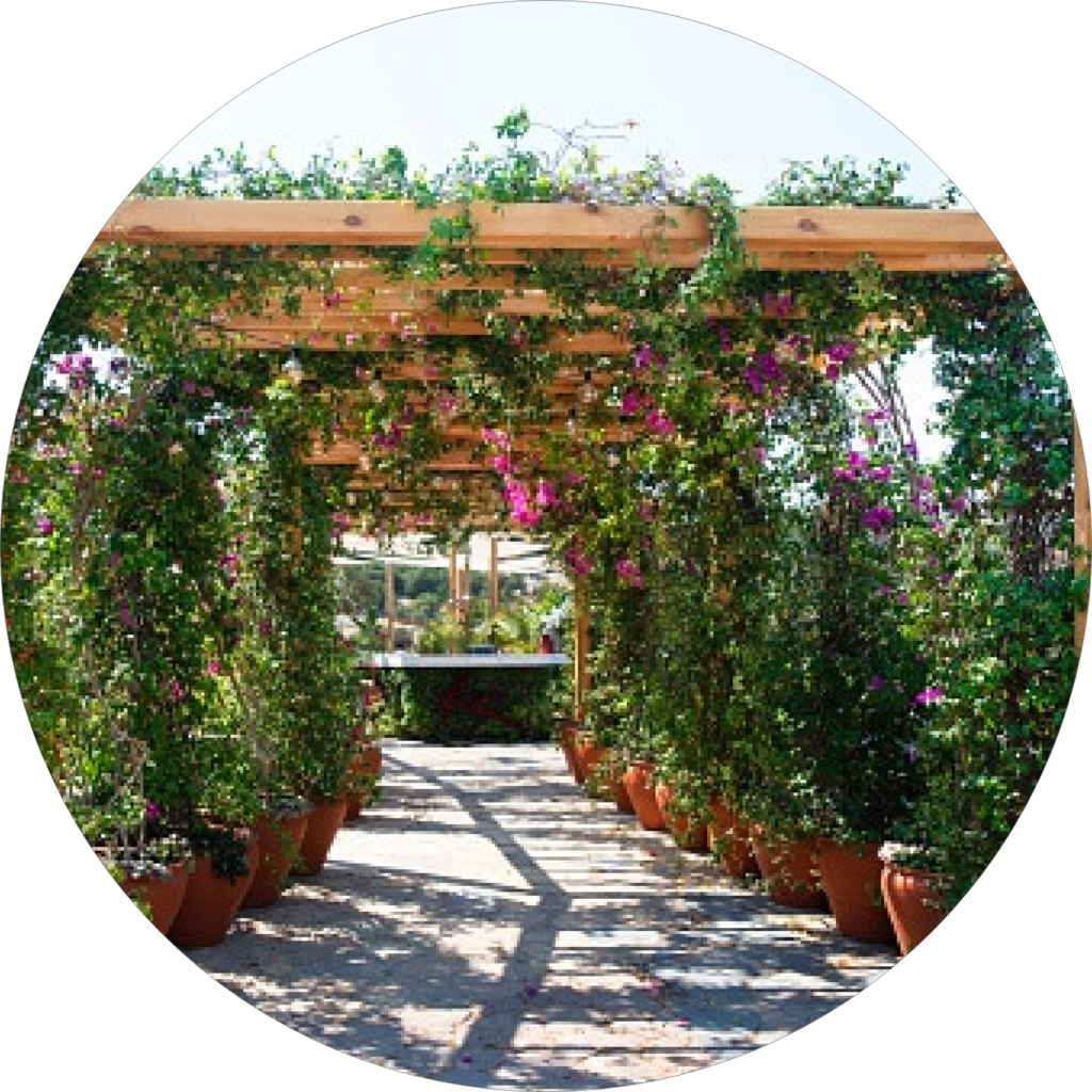 A walkway with potted plants and flowers.